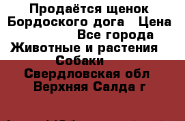 Продаётся щенок Бордоского дога › Цена ­ 37 000 - Все города Животные и растения » Собаки   . Свердловская обл.,Верхняя Салда г.